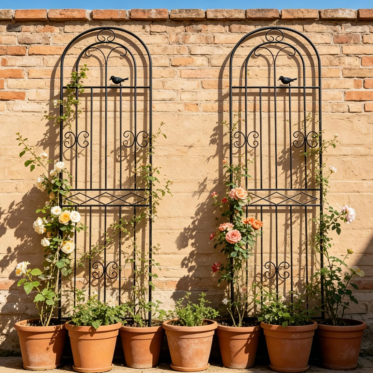 Macteyia trellis doubles as a garden screen for added privacy.