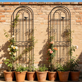 Macteyia trellis doubles as a garden screen for added privacy.