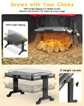 Magicfly brooder plate height adjustment showing flexible setup for growing chicks.