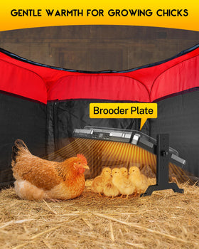 Magicfly chicks enjoying warmth beneath the plate in a cozy brooding area.