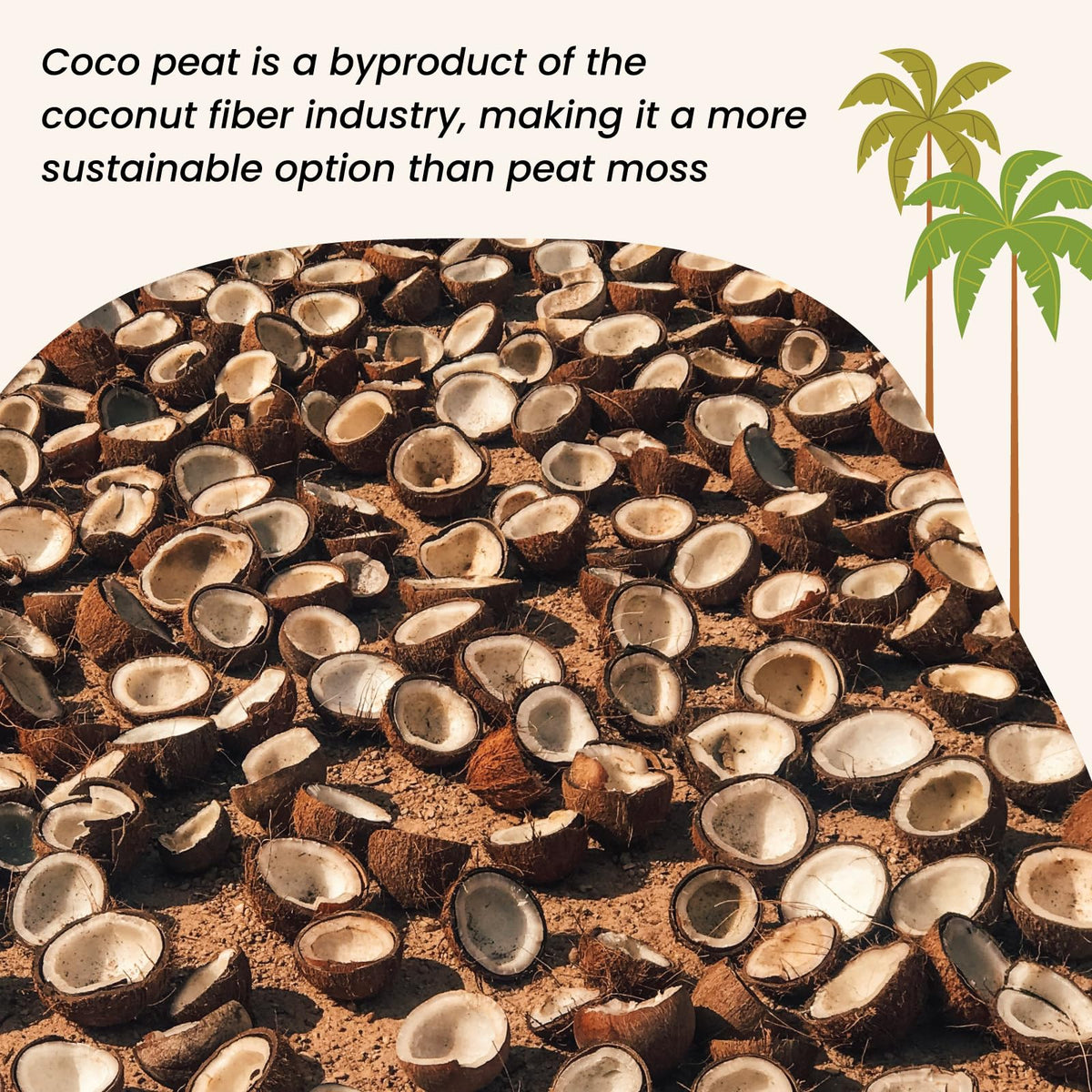 MagJo Naturals coco coir block suitable for herbs and flowers planting
