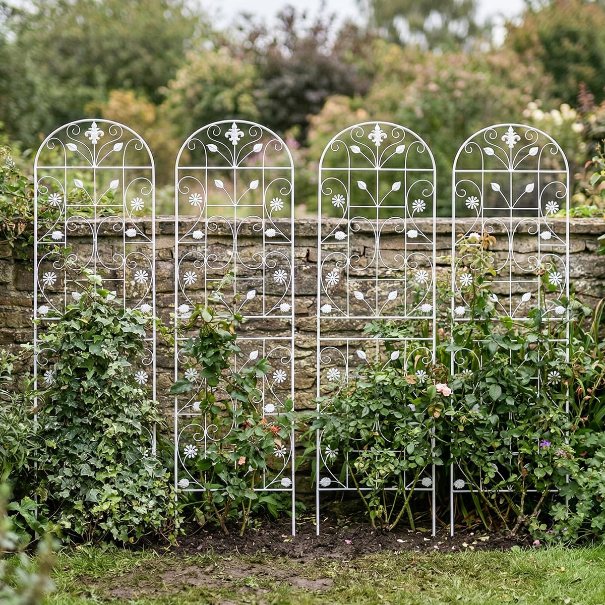 Maidapulu trellis with ivy and roses climbing vertically