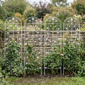 Maidapulu trellis with ivy and roses climbing vertically