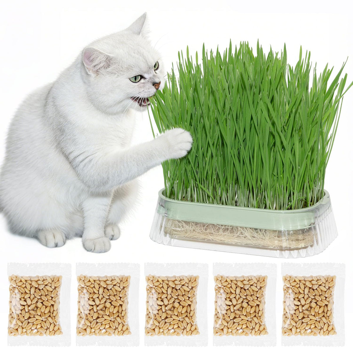 Majero hydroponic cat grass grow kit in planter for tidy indoor greens