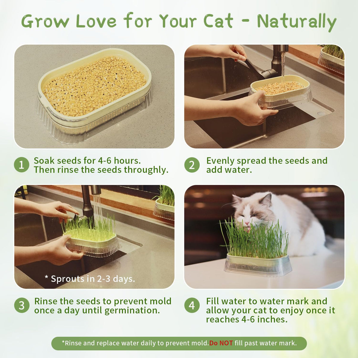 Majero sprouts appear in 2-3 days for quick cat grass