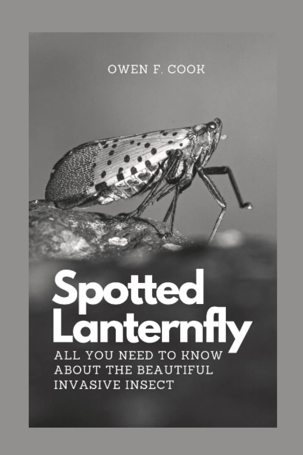 Majosta book front cover showing spotted lanternfly illustration and clear title, useful for quick recognition
