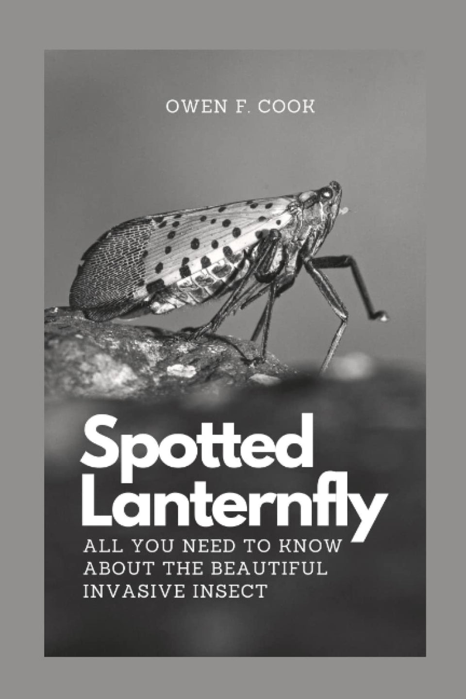 Majosta book front cover showing spotted lanternfly illustration and clear title, useful for quick recognition