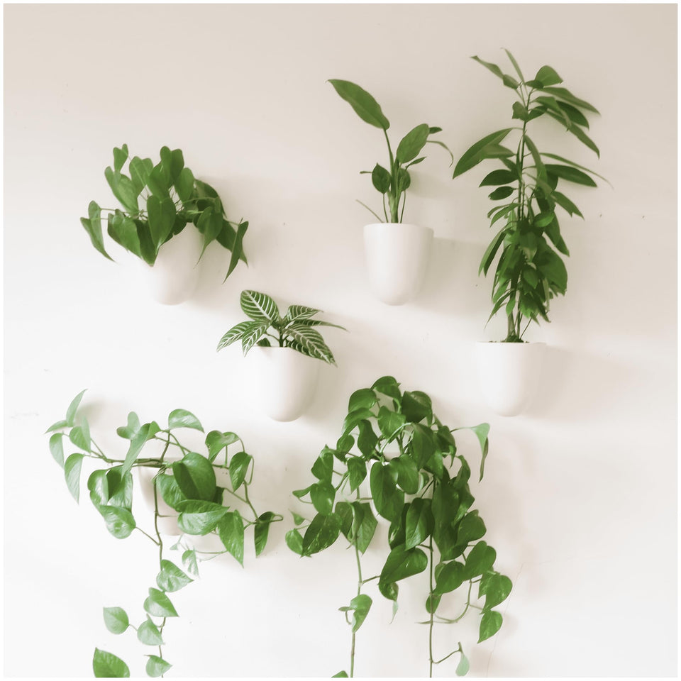 Make Good PlantPod Luxe self-watering wall planters set of 6 create a space-saving vertical garden.