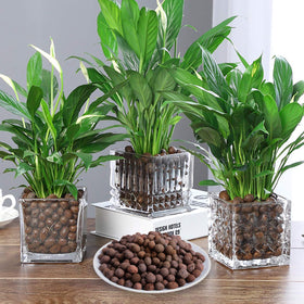 Malifea Leca pebbles provide excellent aeration for hydroponics