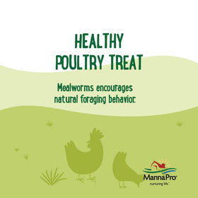 Chickens enjoying the mealworms illustrate a tasty, protein-rich enrichment by Manna Pro.