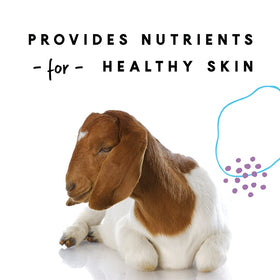 Manna Pro goat with healthy skin benefiting from balanced nutrients.