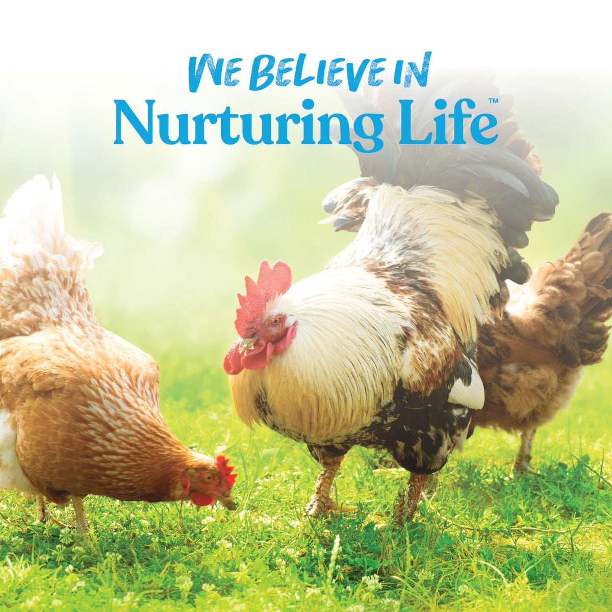 Manna Pro Hydro-Hen supports hydration during heat or stress in flocks