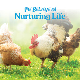 Manna Pro Hydro-Hen supports hydration during heat or stress in flocks