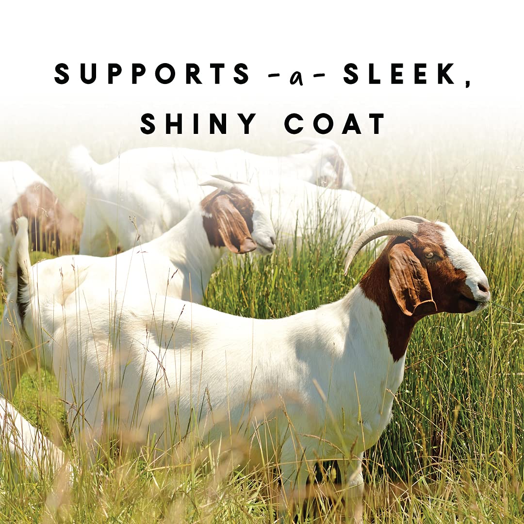 Manna Pro show-goat with shiny coat after using the supplement.