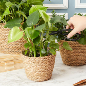Maplefield seagrass planter with lining to prevent leaks