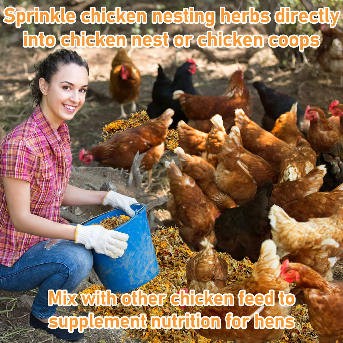 MAQIHAN nesting herbs support nutrition and egg quality