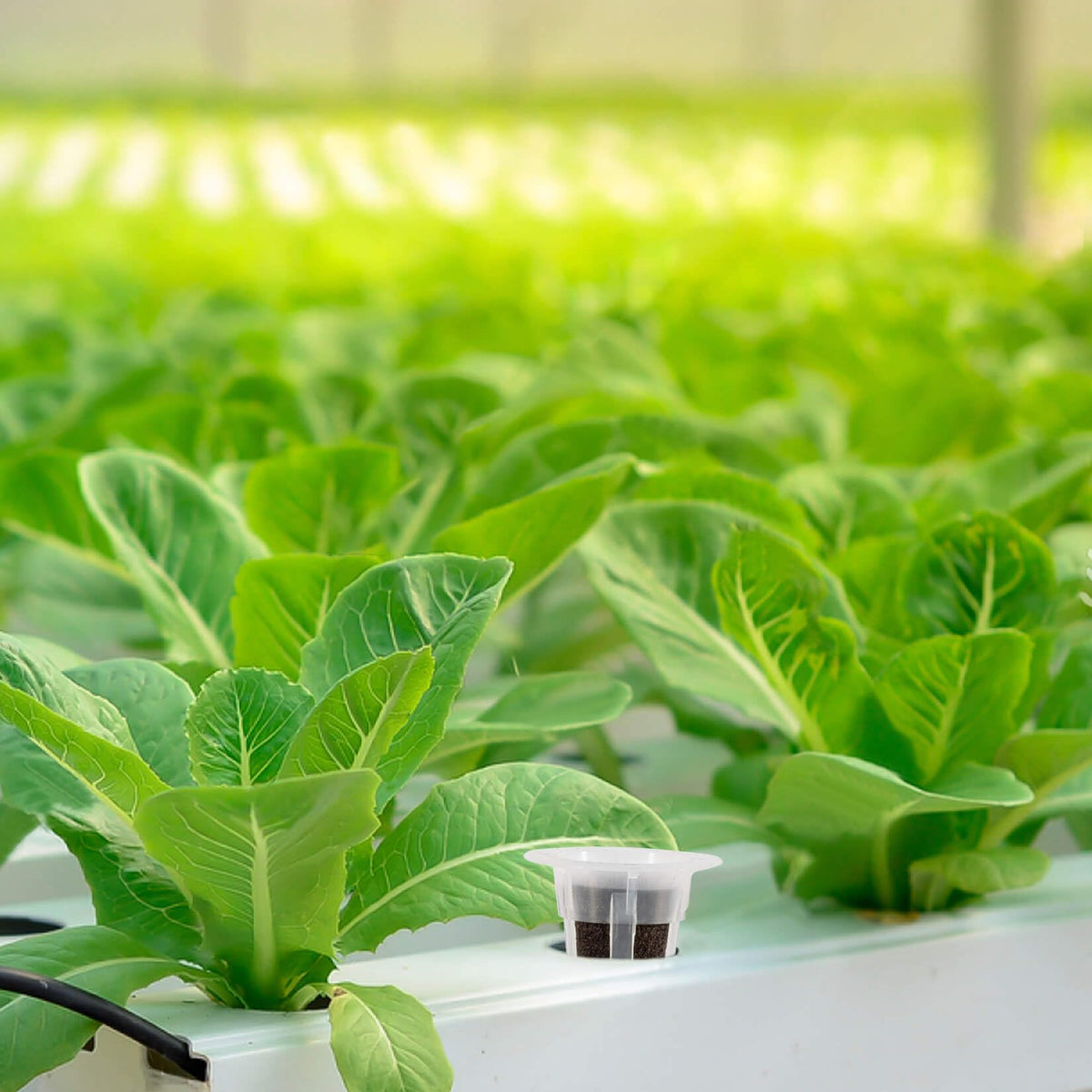 MAQIHAN versatile sponges for greenhouse and hydroponic systems.