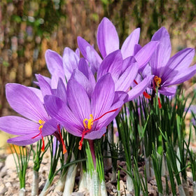 Marde Ross & Company saffron crocus corms ready for planting in beds or containers for home harvest.