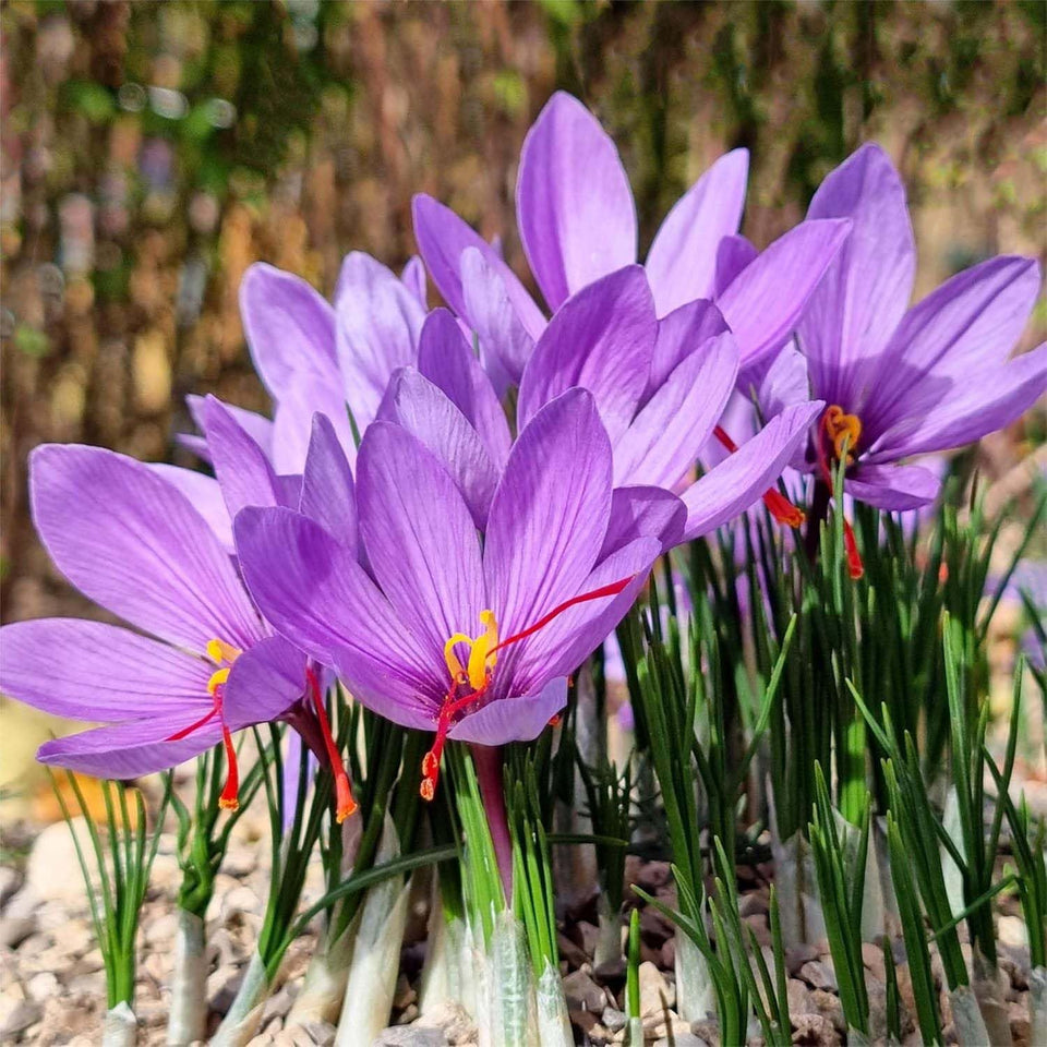 Marde Ross & Company saffron crocus corms ready for planting in beds or containers for home harvest.