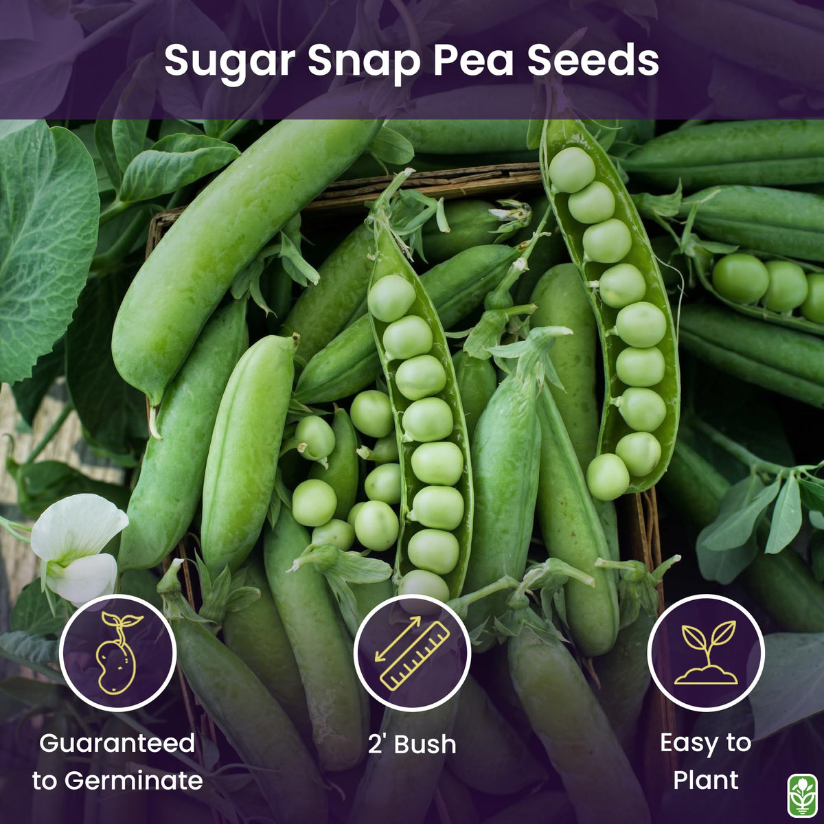 Close-up of Sugar Ann peas pods from Marde Ross; sweet flavor, crisp harvest potential.