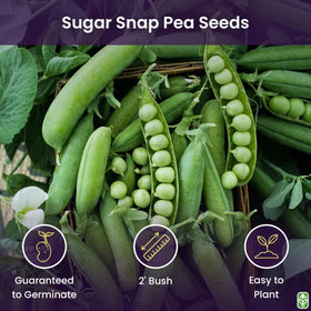 Close-up of Sugar Ann peas pods from Marde Ross; sweet flavor, crisp harvest potential.