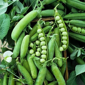 Marde Ross Sugar Ann snap pea seeds packet front; heirloom variety, great for spring planting.