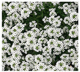 Marde Ross 8000 Sweet Alyssum seeds form a carpet of white blooms for ground cover.