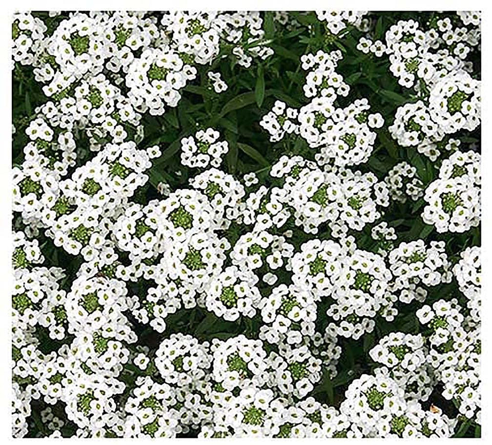 Marde Ross 8000 Sweet Alyssum seeds form a carpet of white blooms for ground cover.