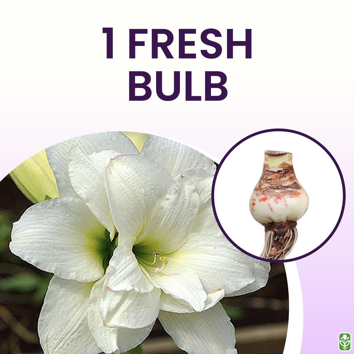 Marde Ross Alaska Amaryllis bulbs prepared for planting in pots or garden beds.