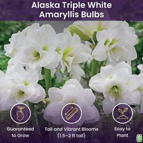 Alaska Triple White Amaryllis bloom close-up showing multiple white blossoms.