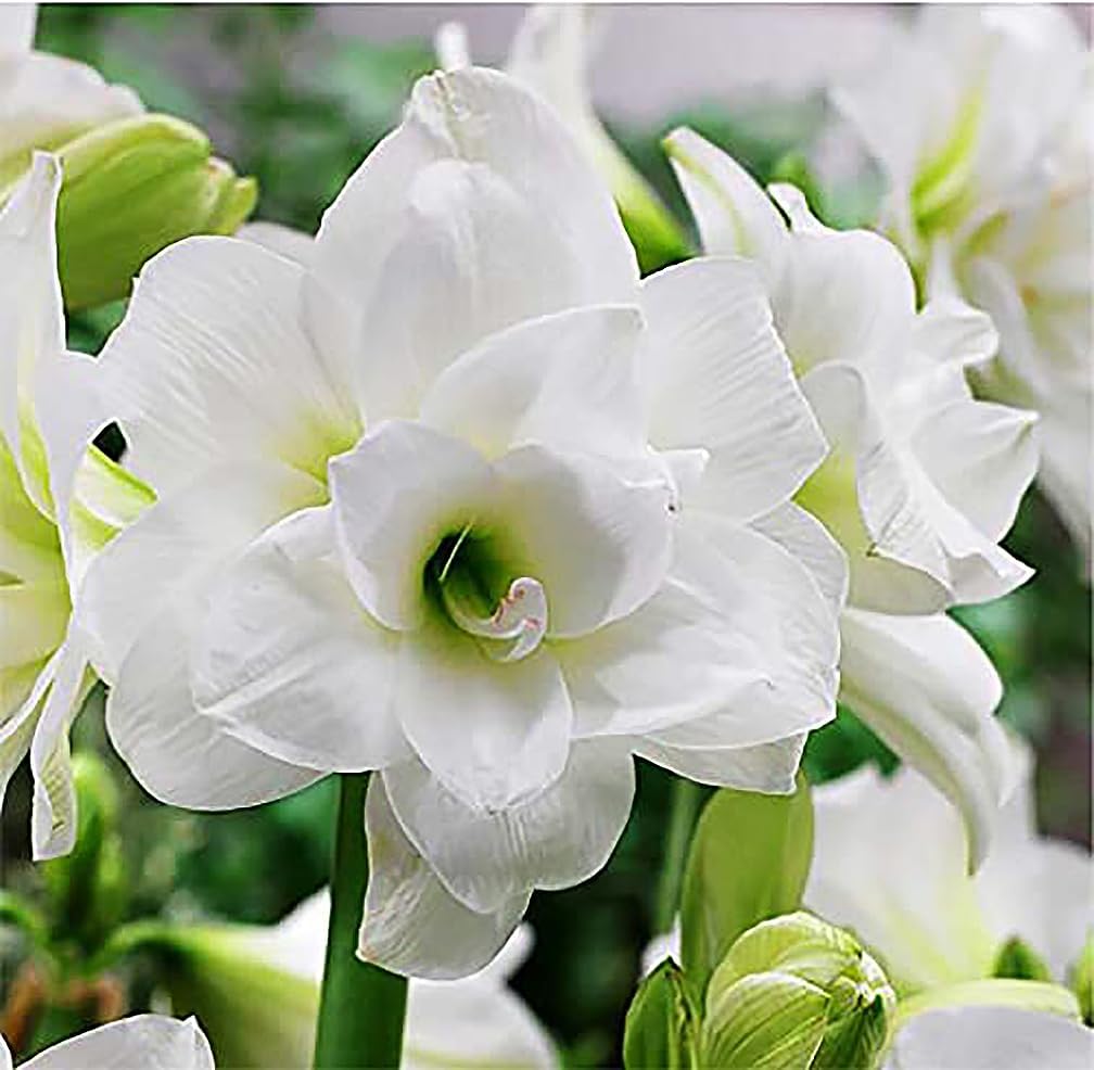 Marde Ross Alaska Triple White Amaryllis bulb ready for bare-root planting and elegant indoor blooms.