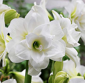 Marde Ross Alaska Triple White Amaryllis bulb ready for bare-root planting and elegant indoor blooms.