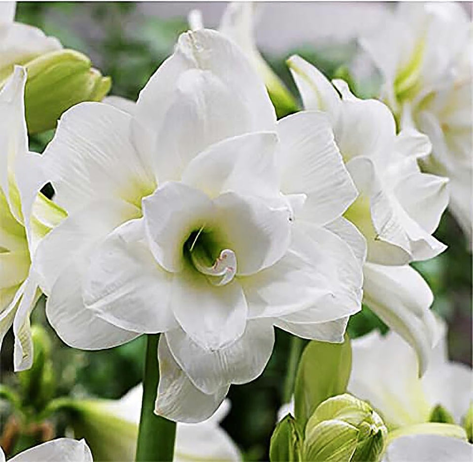 Marde Ross Alaska Triple White Amaryllis bulb ready for bare-root planting and elegant indoor blooms.