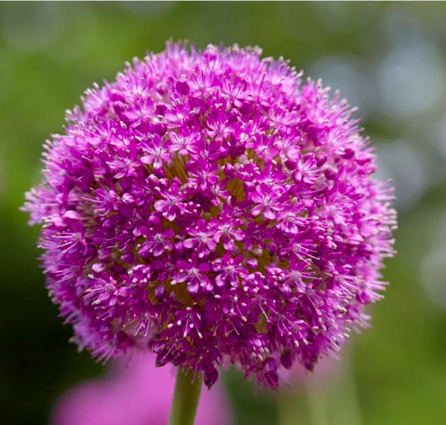 Marde Ross & Company allium bulbs, purple sensation pack, ideal for fall garden color.