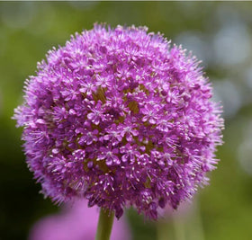 Marde Ross & Company allium bulbs, purple sensation pack, ideal for fall garden color.