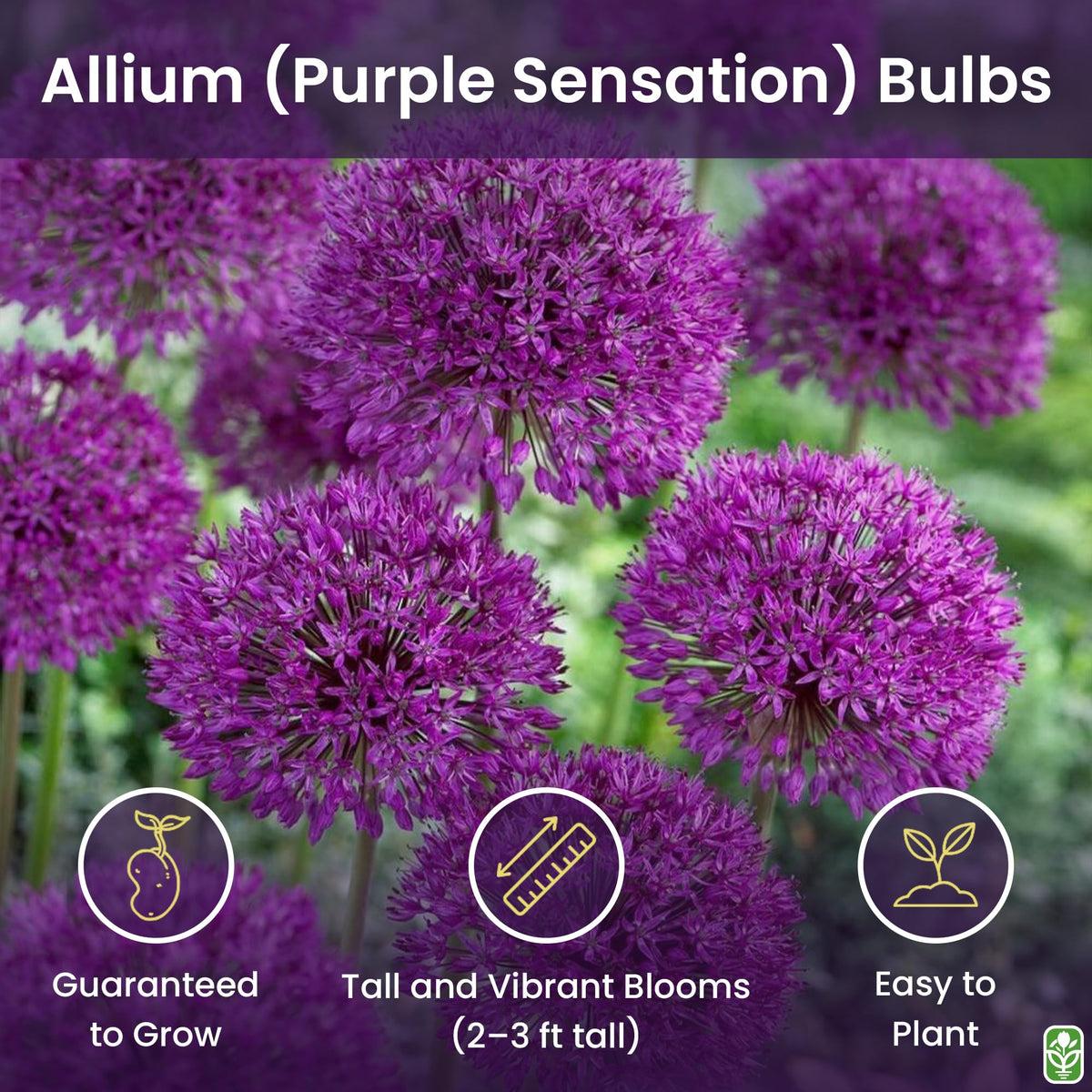 Close-up of purple sensation allium spheres for striking borders.