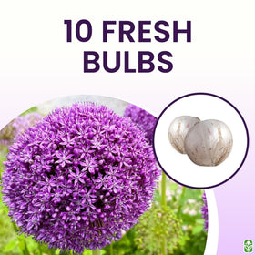 Fall planting outdoors with allium bulbs ready to brighten the yard.