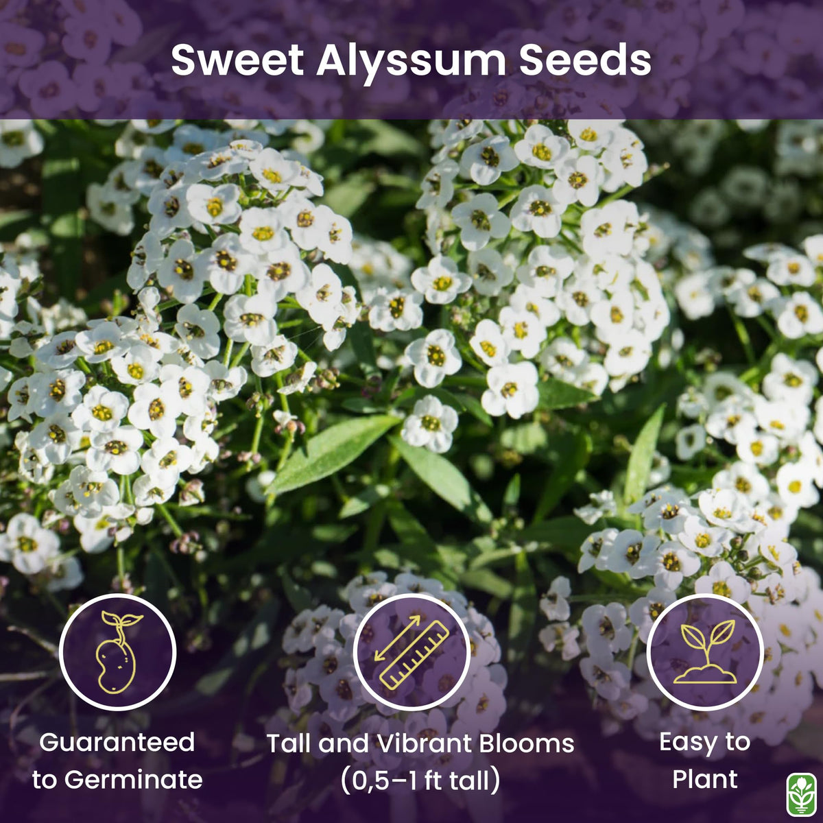 Sweet Alyssum white bloom clusters brighten borders and attract pollinators.