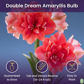 Marde Ross bare root amaryllis bulb for easy planting