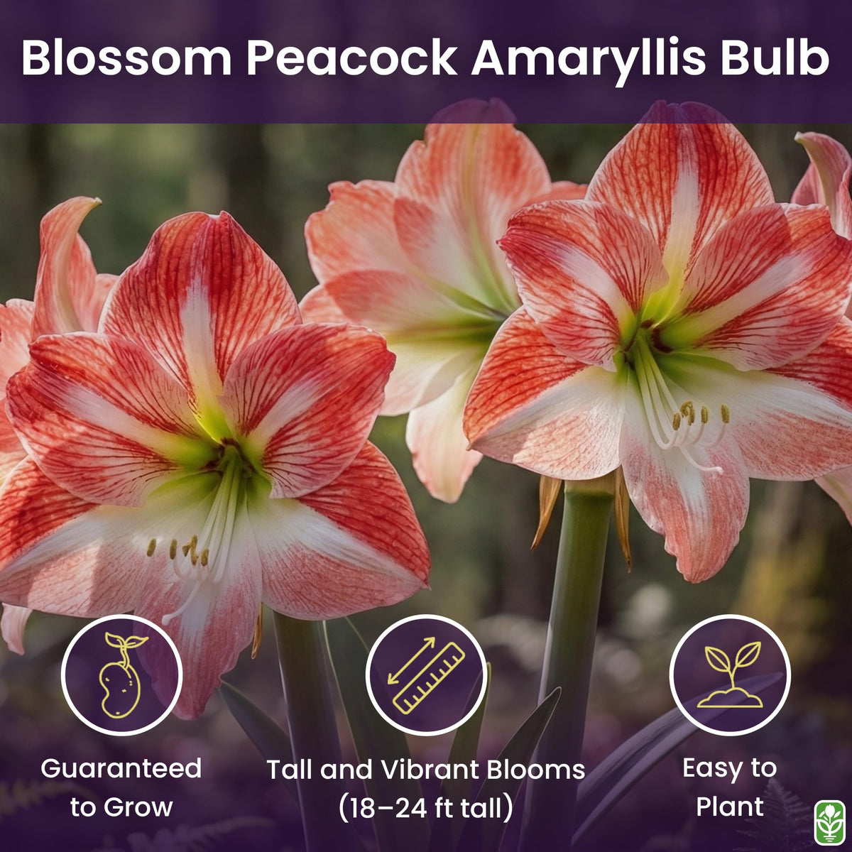 Marde Ross amaryllis being planted in a pot for indoor display.
