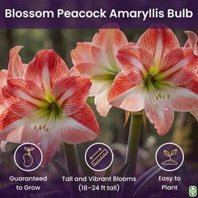 Marde Ross amaryllis being planted in a pot for indoor display.