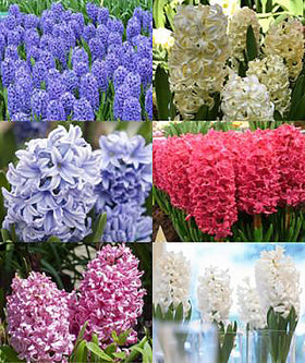 Marde Ross Aqua Hyacinth bulbs close-up with glossy buds hinting at fragrant blooms.