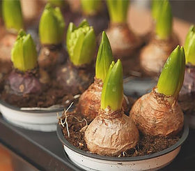 Marde Ross Aqua Hyacinth bulbs ready for container displays and early color.