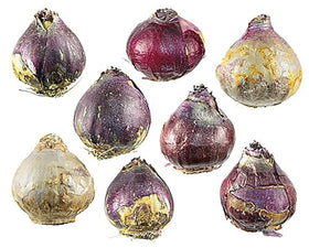 Marde Ross Aqua Hyacinth bulbs planted in a garden bed for seasonal color display.