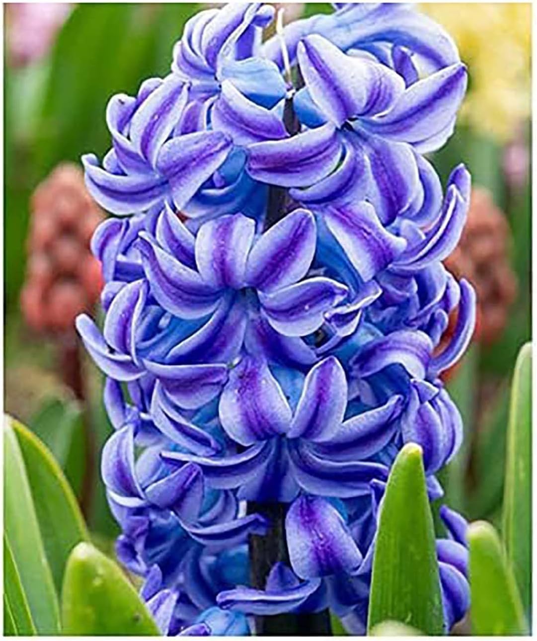 Marde Ross Aqua Hyacinth bulbs pack ready for planting for vibrant spring color.