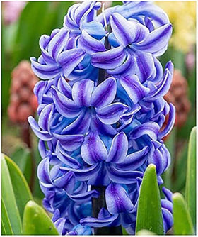 Marde Ross Aqua Hyacinth bulbs pack ready for planting for vibrant spring color.