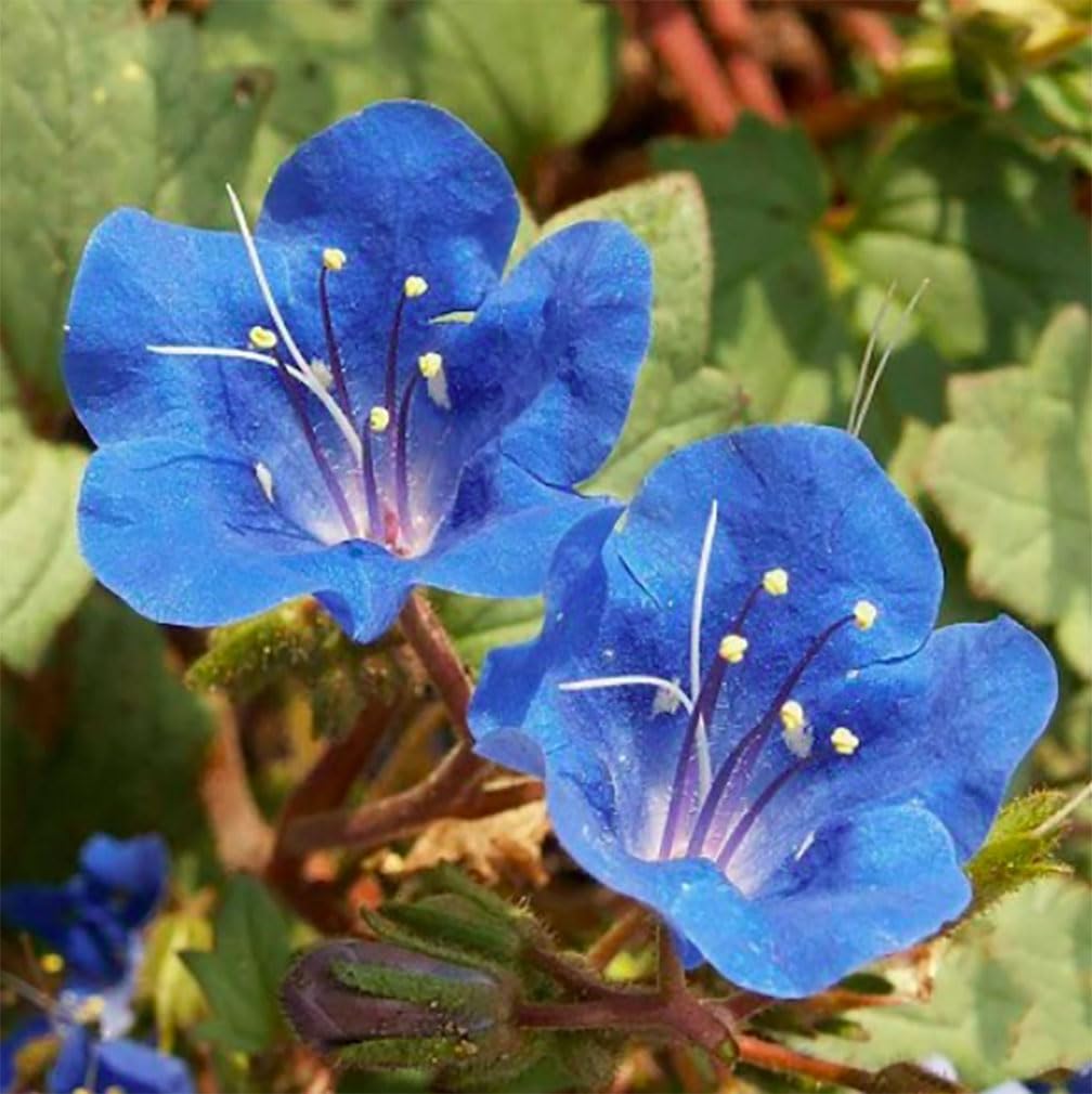 Marde Ross California wildflower seeds for arid-friendly gardens