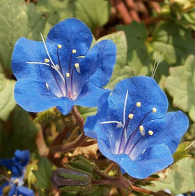 Marde Ross California wildflower seeds for arid-friendly gardens