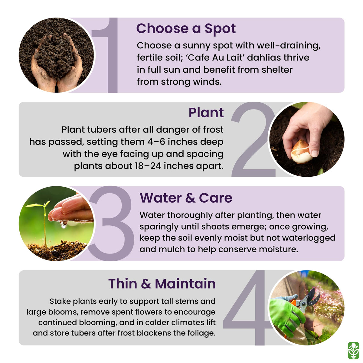 Marde Ross bare-root tuber planting step demonstration for spring garden
