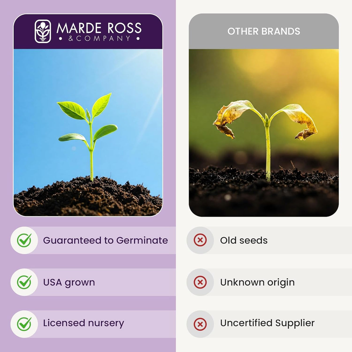 Marde Ross Mexican Sunflower attracts bees and butterflies for pollinator-friendly borders.